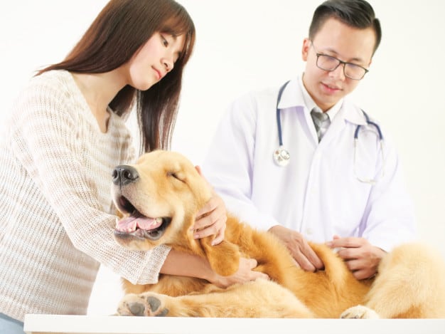 Cachorro recebendo carinho do veterinário e da sua dona