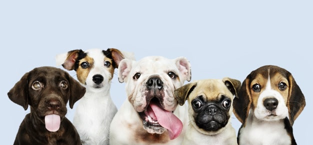 As 10 raças de cachorros mais desobedientes