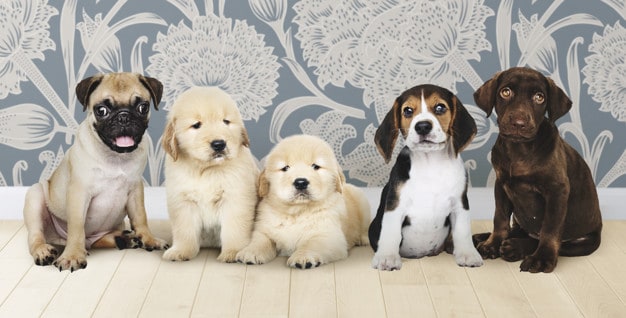 As 10 raças de cachorros mais desobedientes