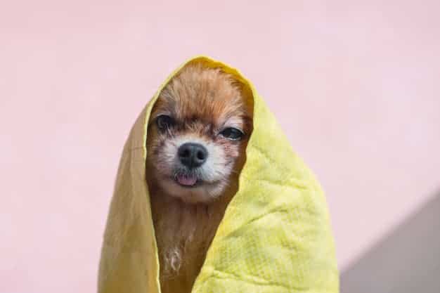 Saiba como e quando dar banho a seco no seu cão