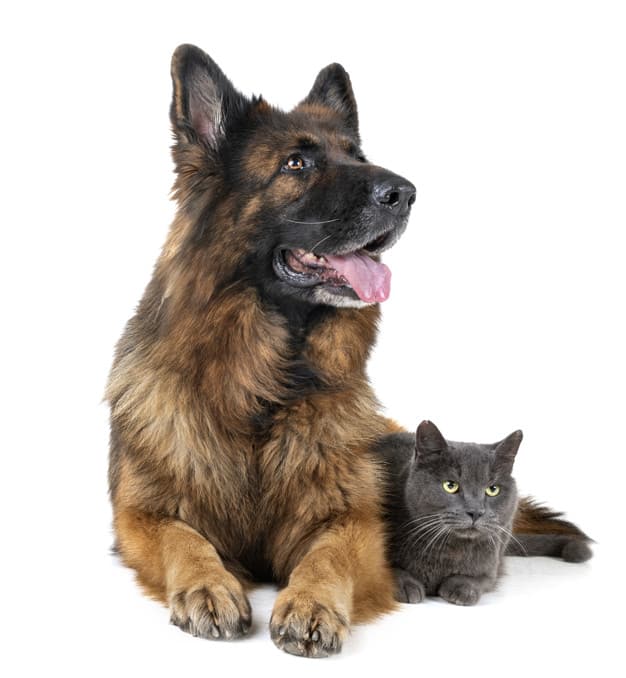 Dicas para melhorar a convivência entre cães e gatos