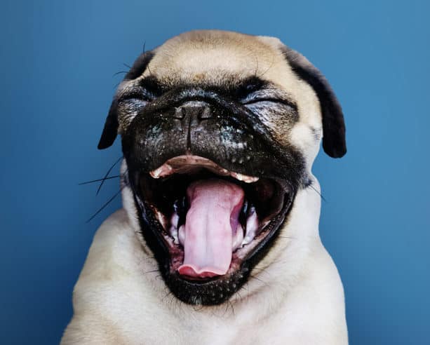 Dentista de Cachorro: Saiba por que é importante consultar seu cão