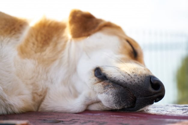 Posição de dormir diz muito sobre personalidade canina