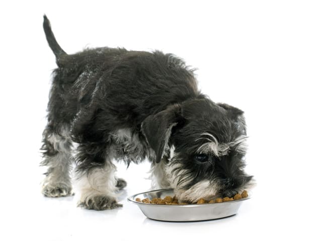 Como lidar com cães que se recusam a comer