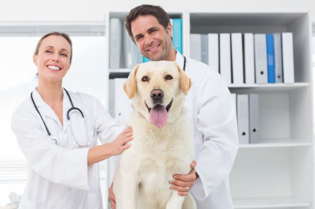 Cães no pós-cirúrgico: Cuidados e dicas