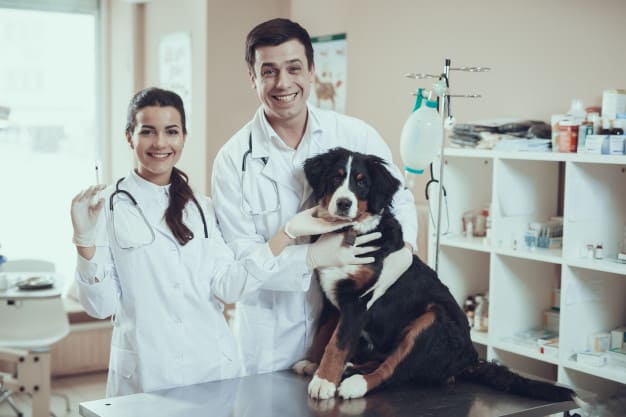As vacinas para cachorros podem apresentar efeitos colaterais?
