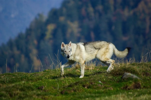Hibrido: Conheça o Cão-Lobo e seu Santuário