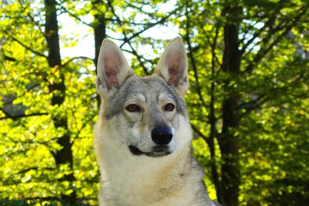 Hibrido: Conheça o Cão-Lobo e seu Santuário