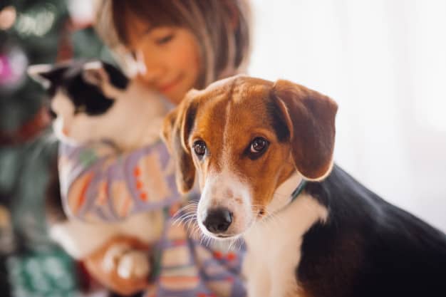 Cães se fazem de inocentes para evitar broncas?
