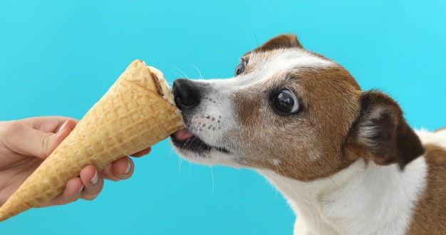Cachorro lambendo uma casquinha de sorvete
