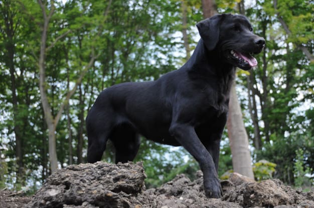 Saiba como cuidar de cães com pelagem preta no verão