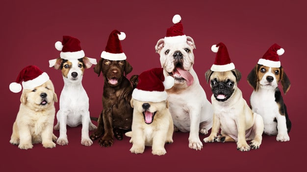 Ceia de Natal e Ano novo são perigo para os cães - Web Cachorros