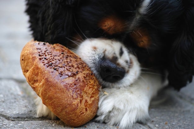 Pode dar pão aos cães? Faz mal ao cachorro?
