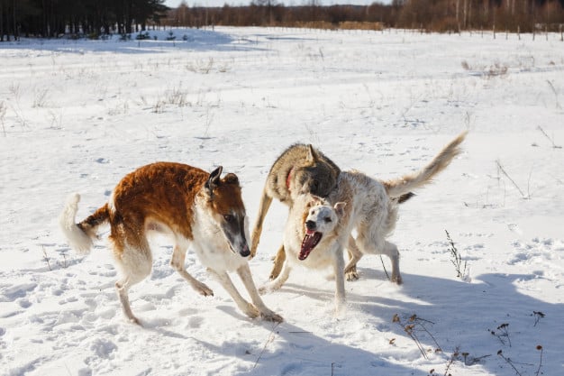 Briga entre cachorros