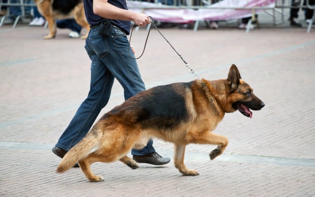 Dog walker correndo de coleira