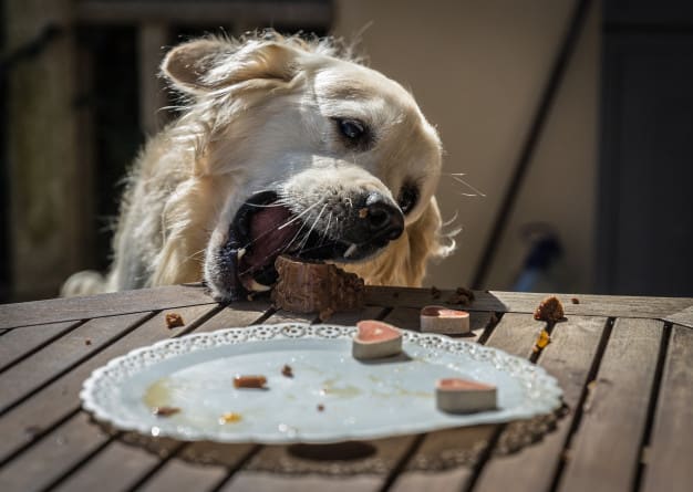 Cachorro comendo bolo