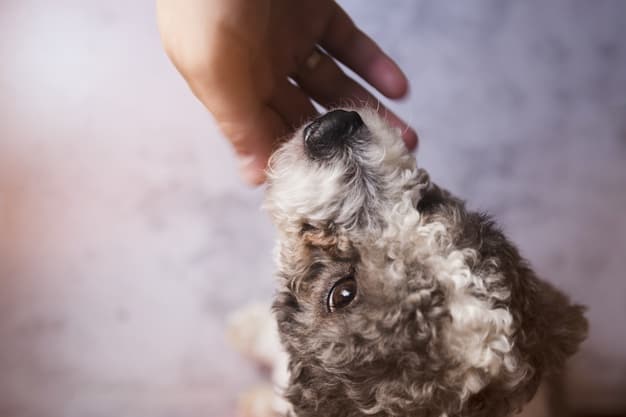 Cachorro cheirando a mão de uma pessoa
