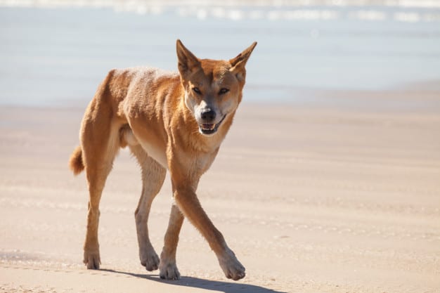 Cachorro na praia 