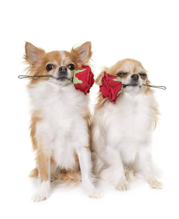 Dois cachorros com uma rosa