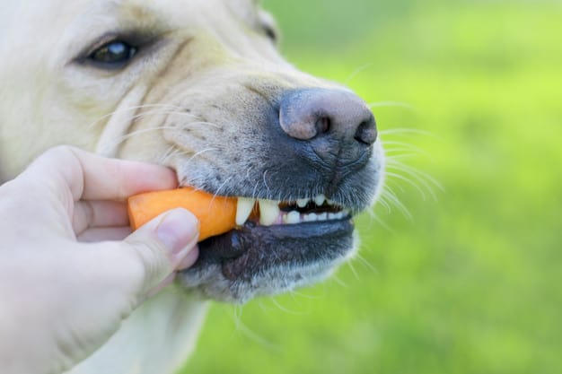 Alimentação natural para cães
