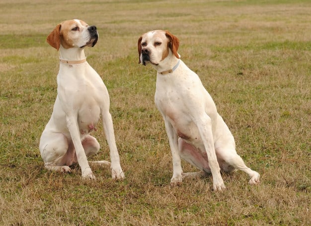 Dois cachorro sentados na grama