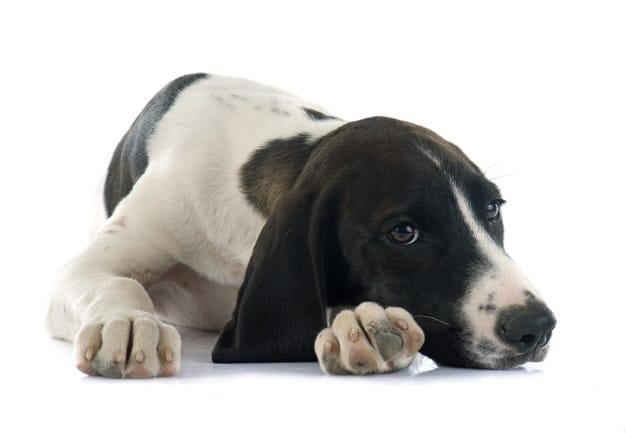 Dessensibilização: Como agir quando o cão tem medo de um estímulo