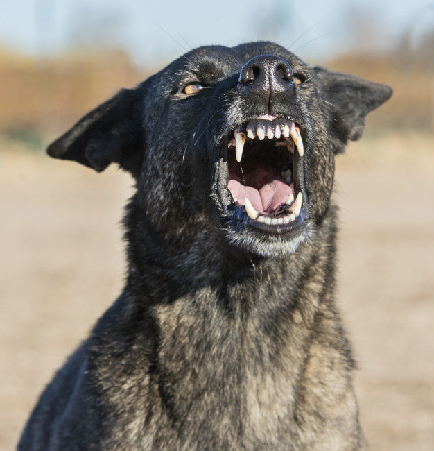 Agressividade em cães: Entenda o que é