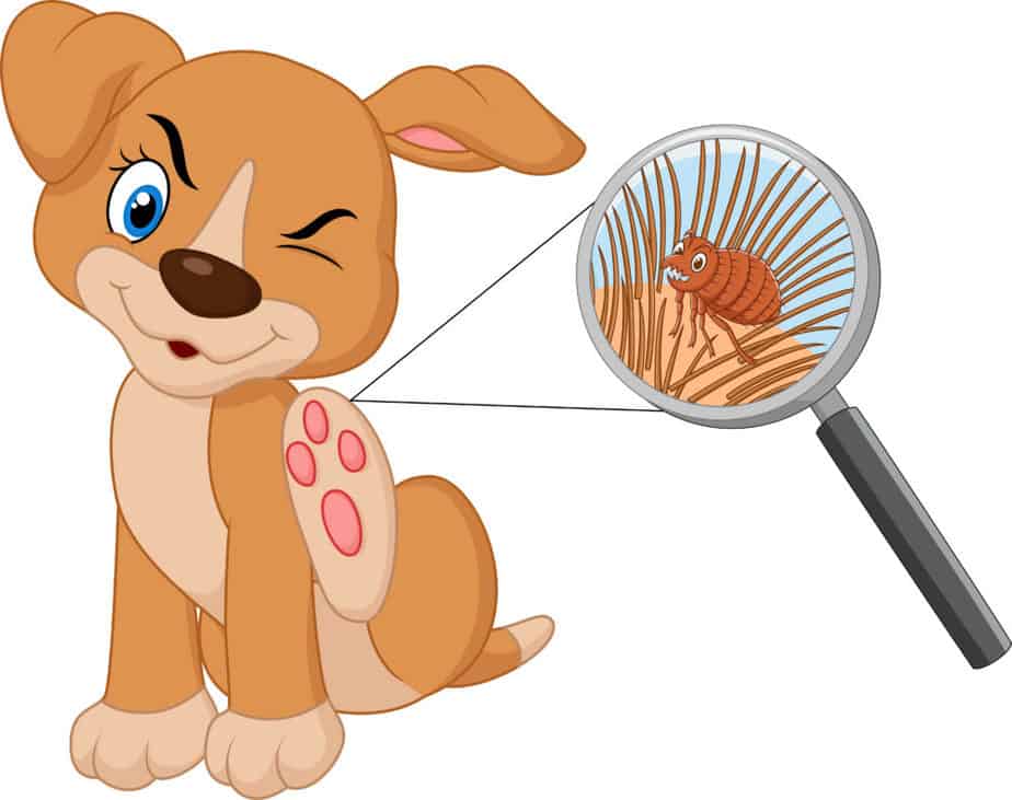 ilustração de cachorro coçando pulga. remédios caseiros para pulgas