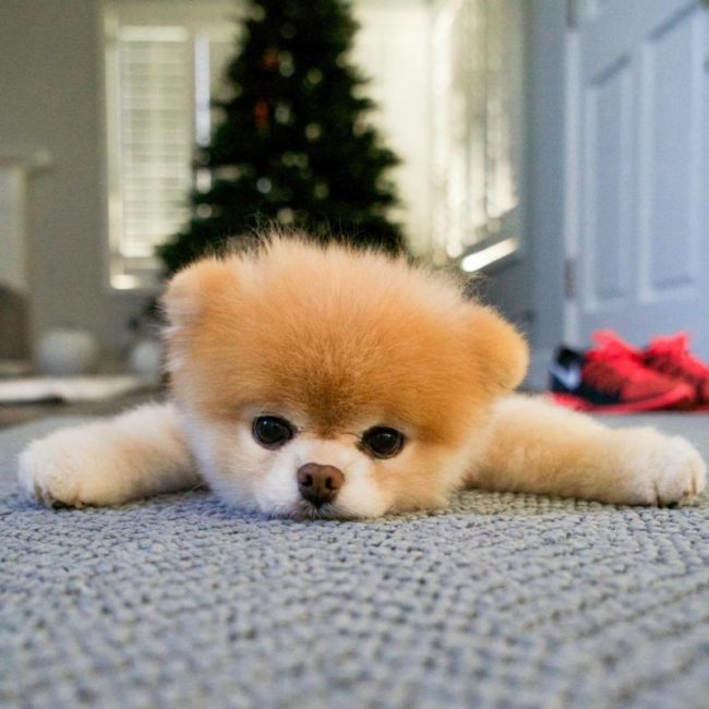 Boo - O cachorro mais fofo do mundo deitado no chão