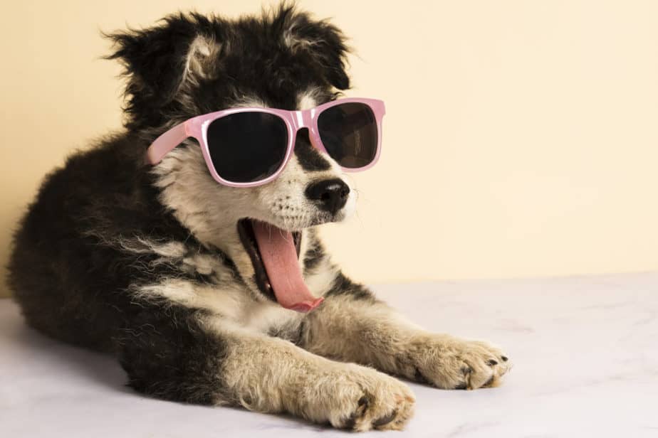 cachorro vira lata com oculos de sol preguiçoso
