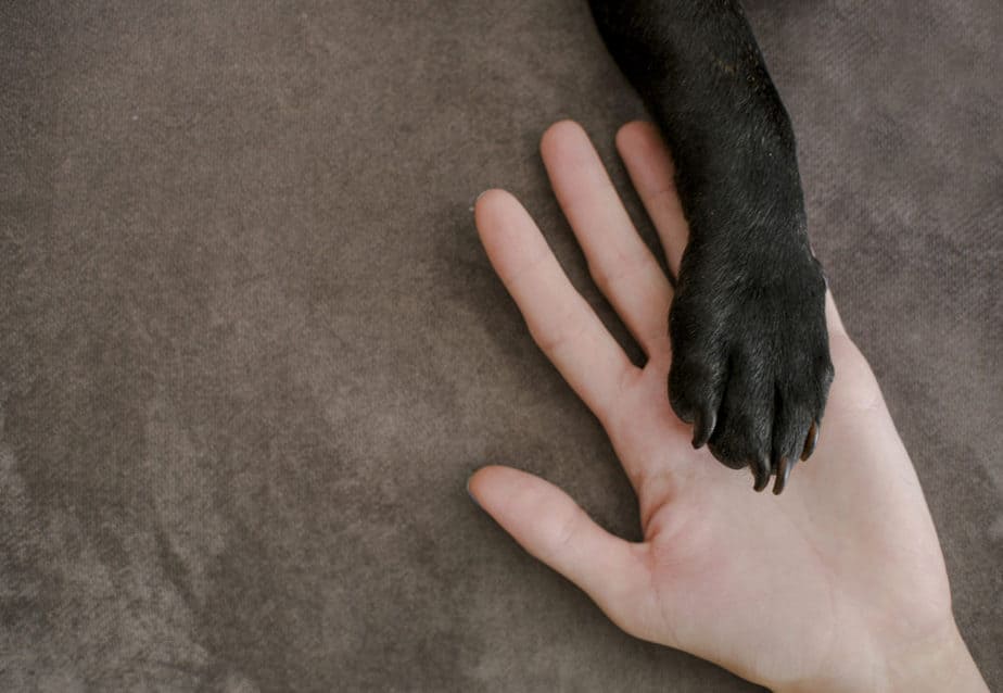 mão de cachorro e mão de humano