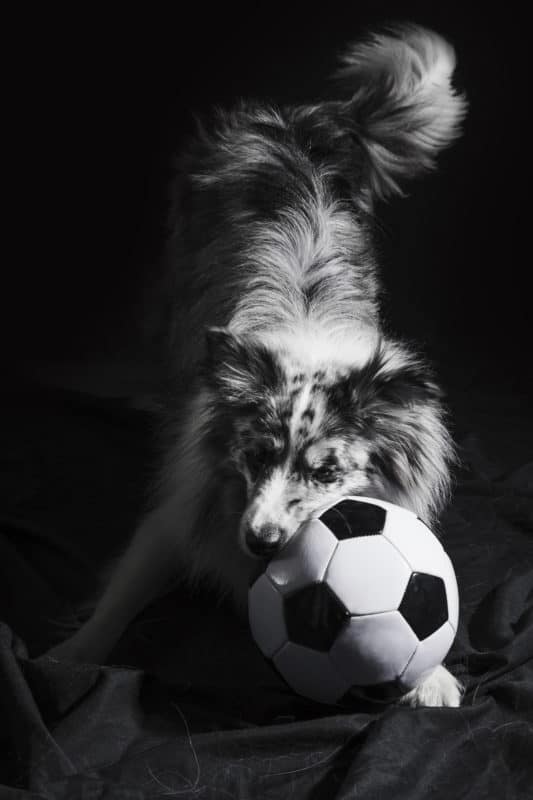 Cachorro fofo Border Collie brincando com bola