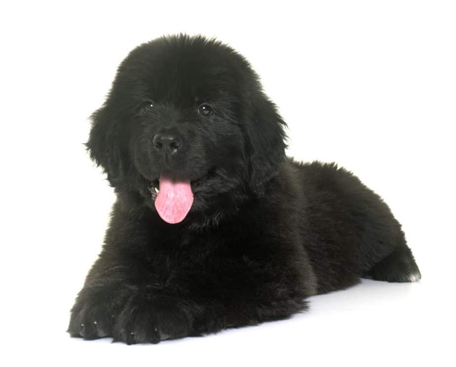 Cachorro Terra Nova preto filhote com língua de fora