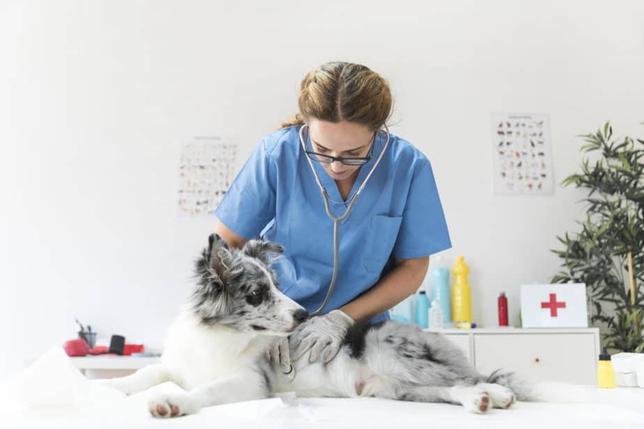 veterinária atendendo cachorro em clínica