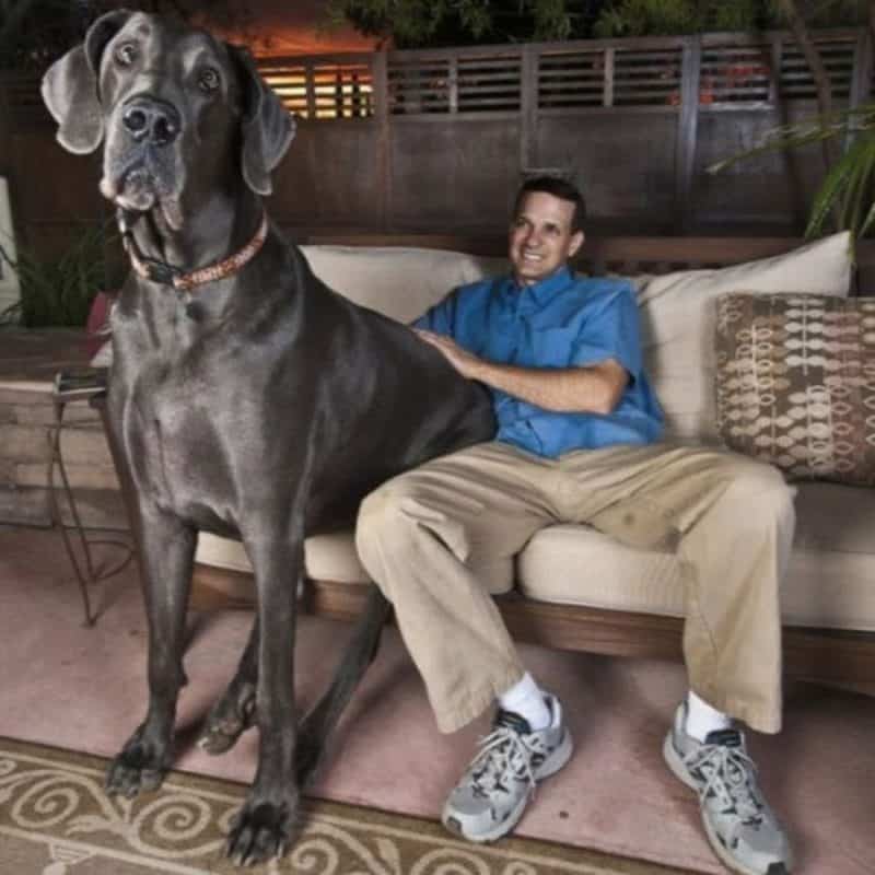 Zeus, maior cachorro do mundo, sentado com seu tutor em sofá