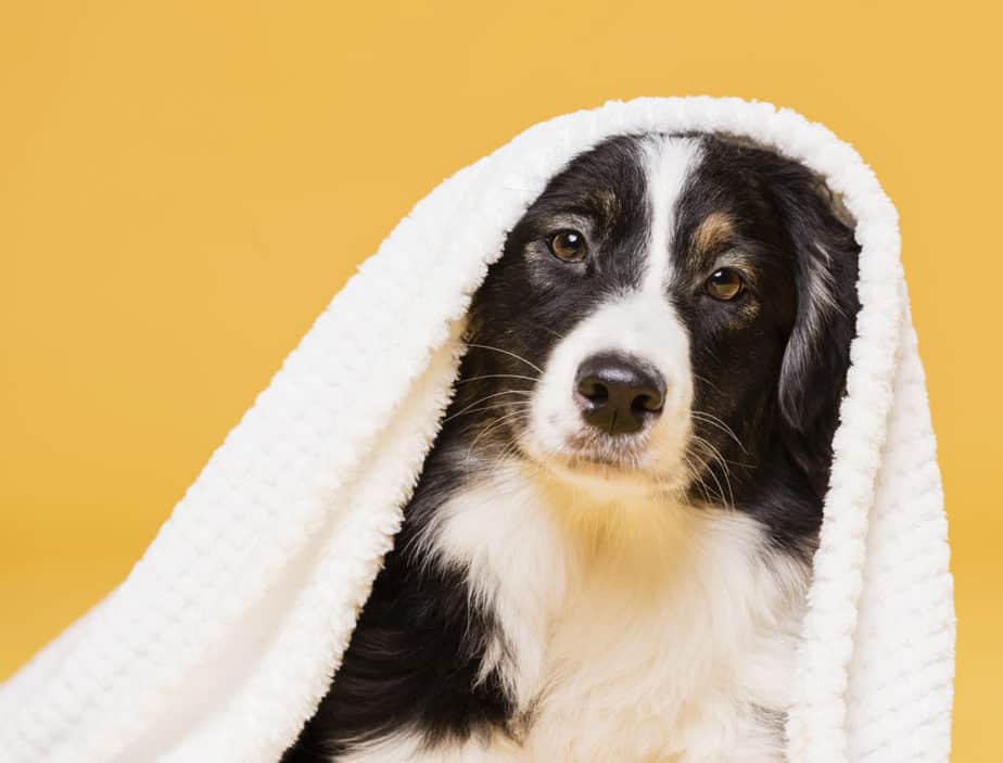 Cachorro enrolado em toalha