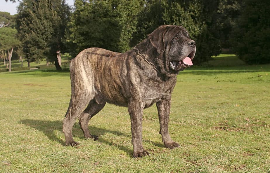 Mastim inglês cães gigantes