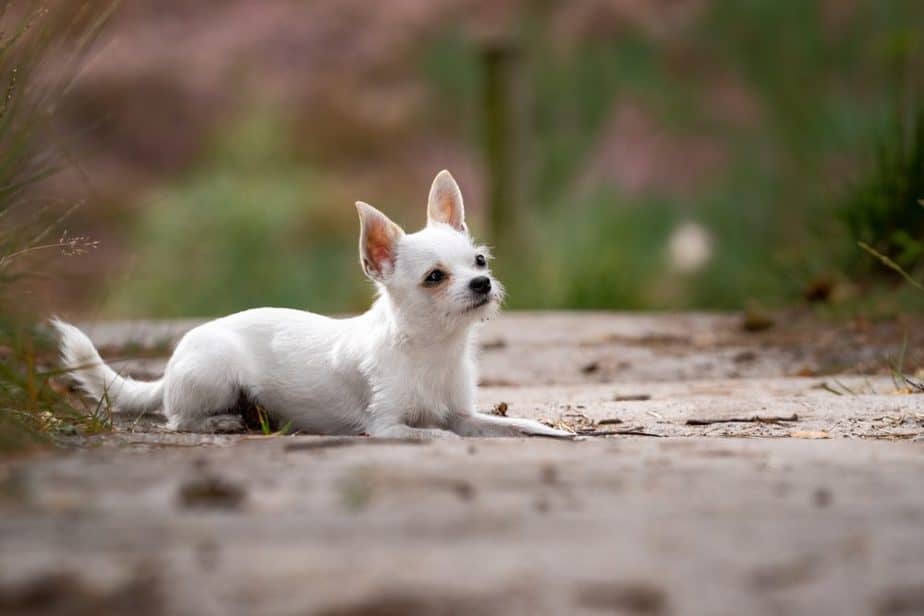 Chihuahua branco deitado