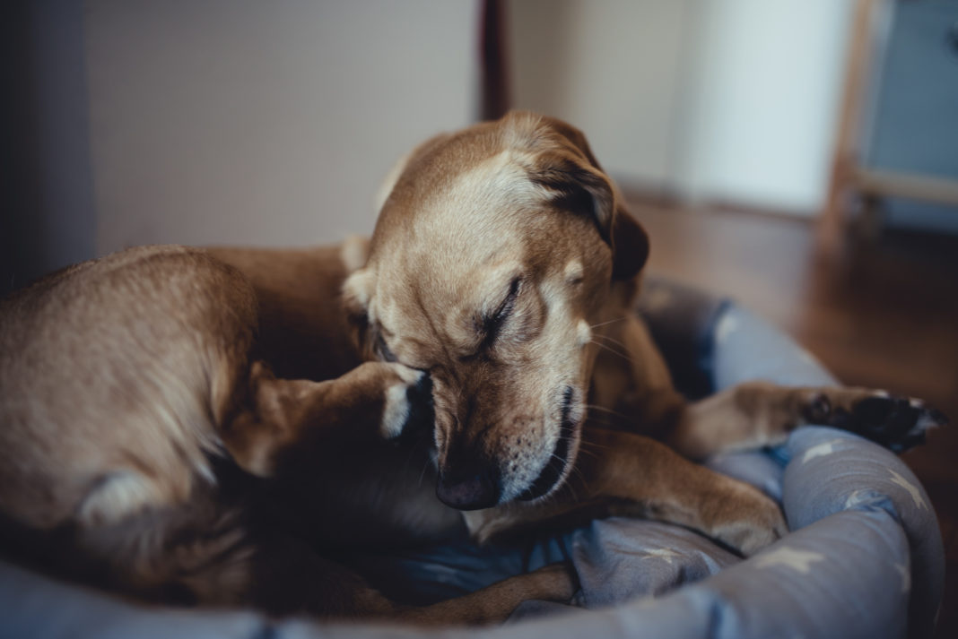 Cão marrom com pulgas e carrapatos em uma cama coçando o focinho.