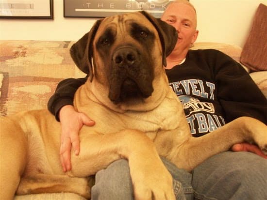 Zorba, o cão mais pesado do mundo, sentado em sofá com tutor