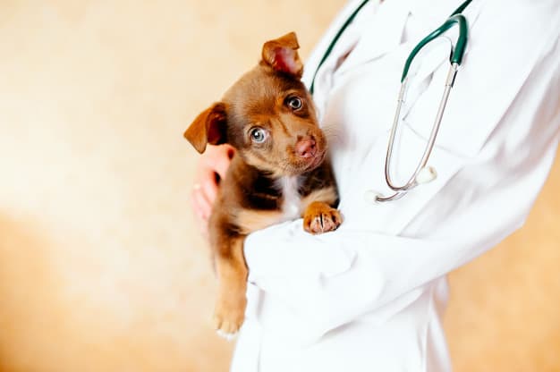 Primeiros Socorros para Cães: Aprenda a fazer um curativo no seu pet