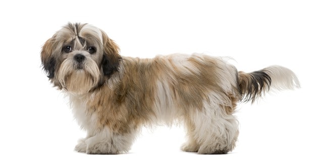 Personalidade do Shih-Tzu: Conheça melhor essa raça de cachorro