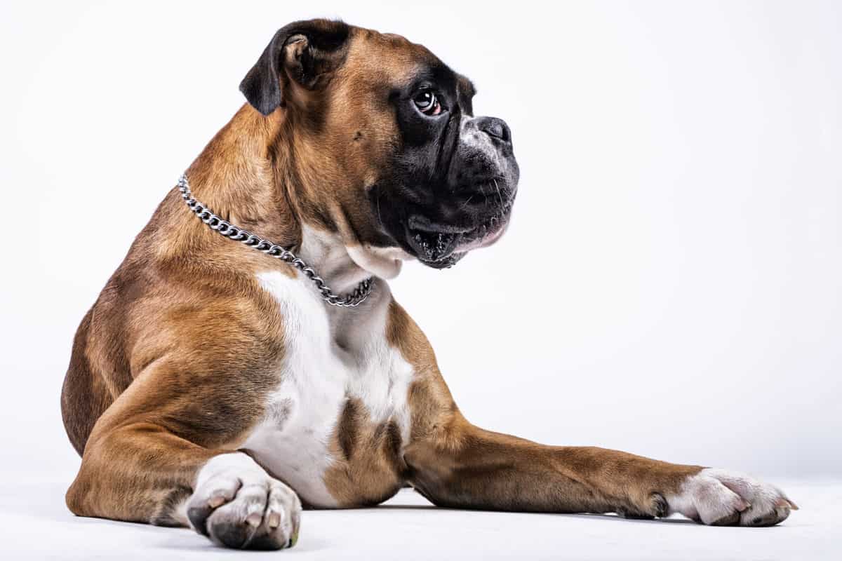 Cães mais perigosos do mundo 2021: Conheça as 15 Raças!