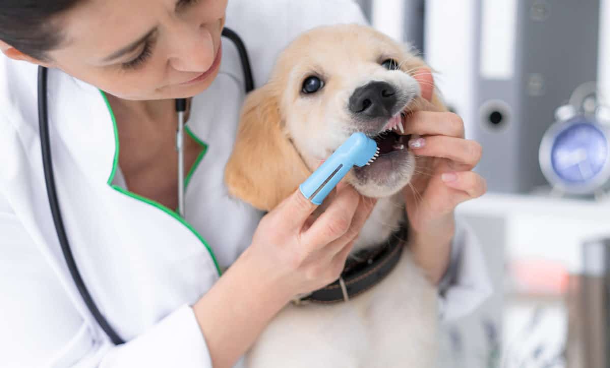 Como escovar o dente do seu cão? Aprenda!