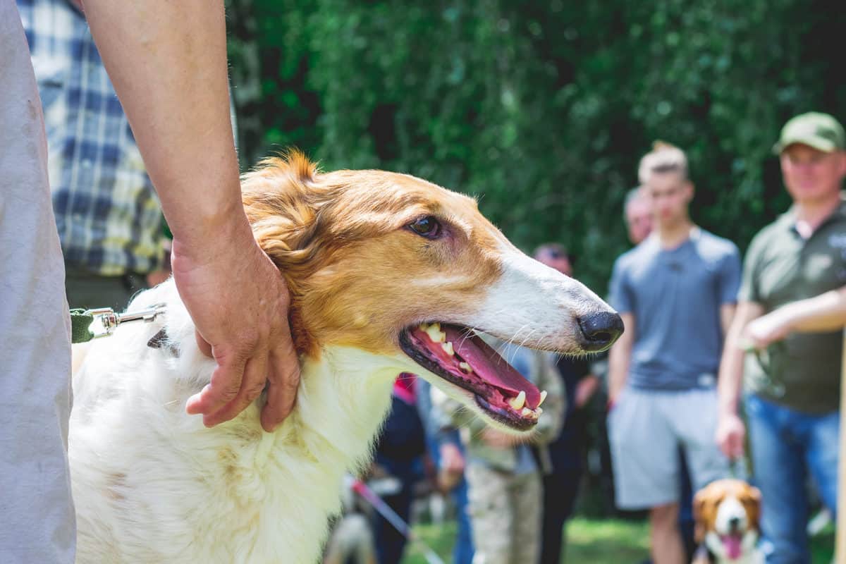 Conheça as 10 raças de cães mais atletas e como cuidar