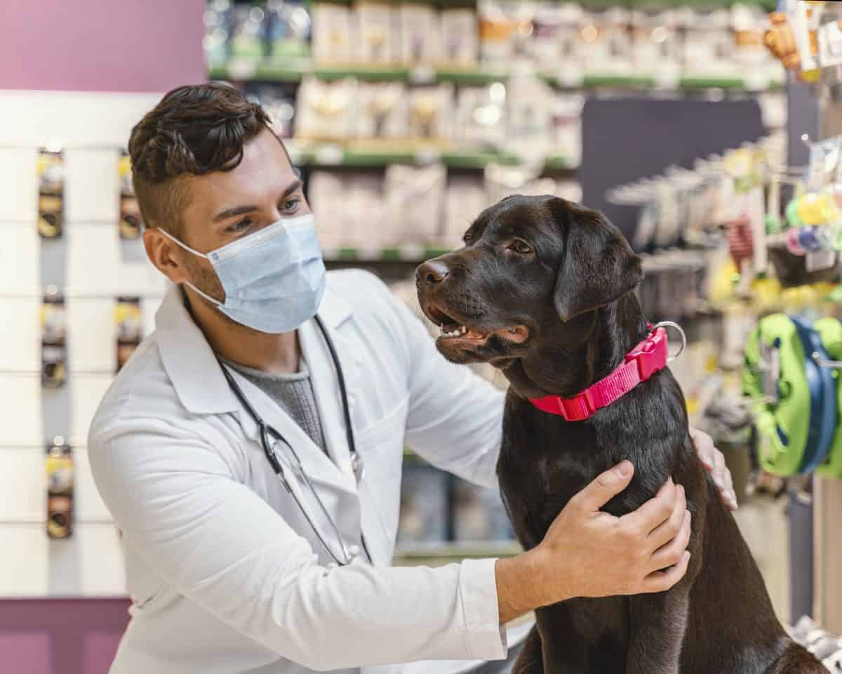 Vacinação em cães: