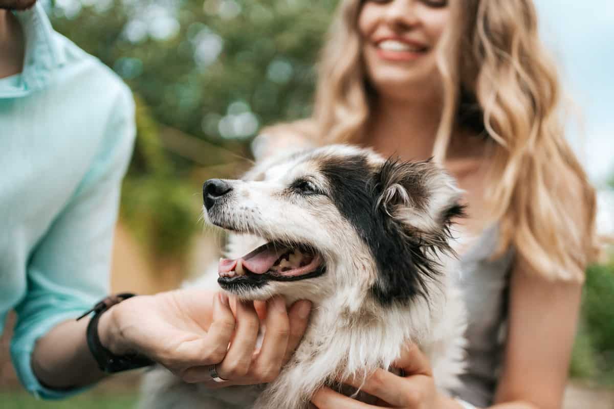 Como melhorar a qualidade de vida de cães idosos: 9 cuidados