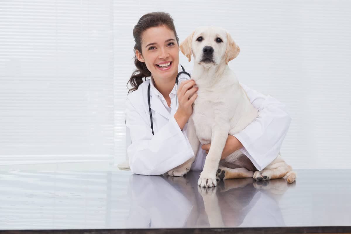 Vacinação em cães