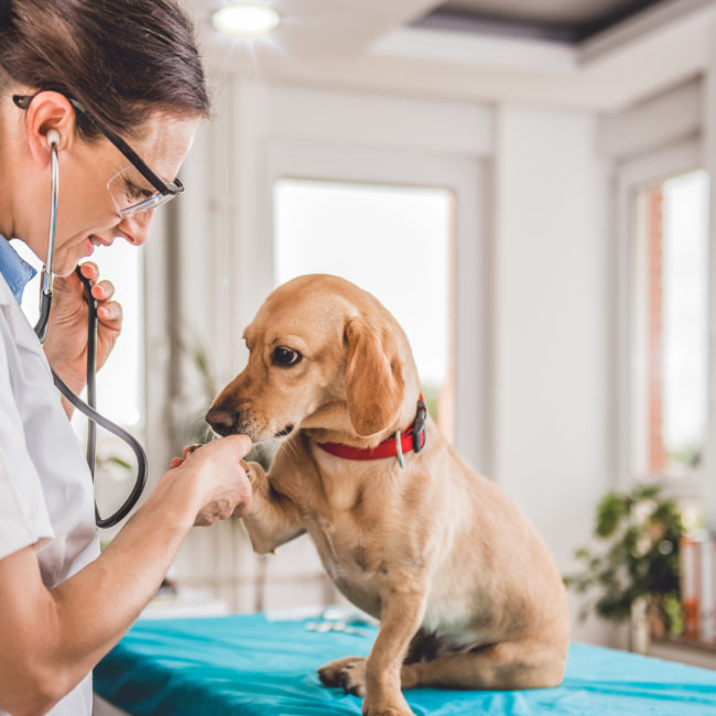 Vacinação em cães: Por que é tão importante?