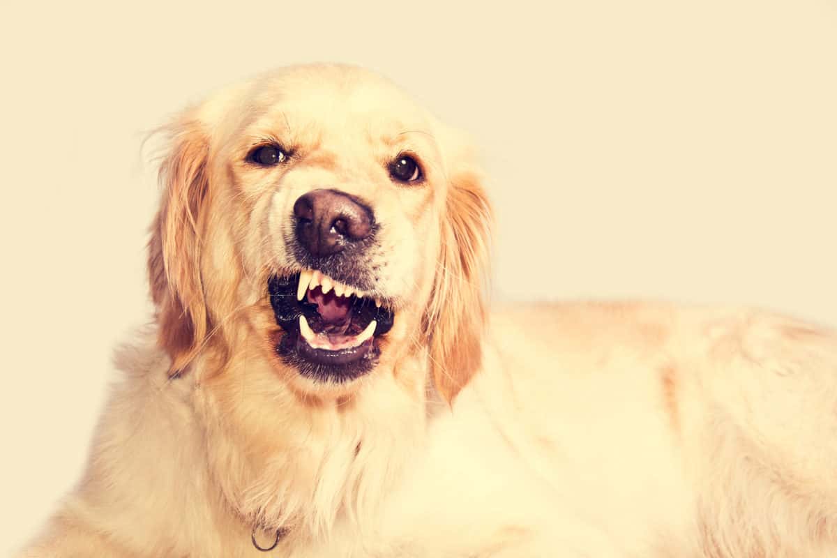 O que pode tornar o seu cachorro agressivo?